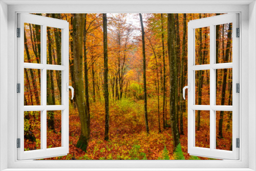 Fototapeta Naklejka Na Ścianę Okno 3D - Colors od fall. Forest in autumn. Foliage. Orange and yellow leaves on trees and ground. 