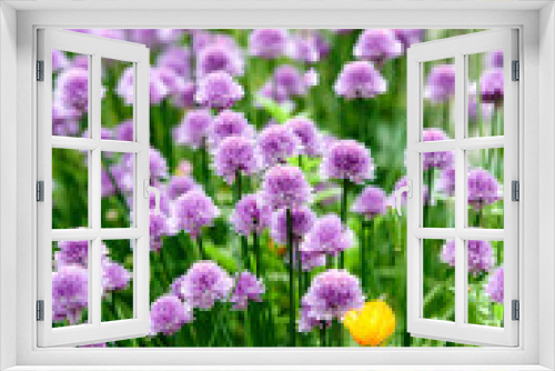 Fototapeta Naklejka Na Ścianę Okno 3D - Colorful purple flowers growing in a garden. Closeup of chives or allium schoenoprasum from the amaryllidaceae spcies with vibrant petals blooming amongst yellow tulips on a sunny day in spring