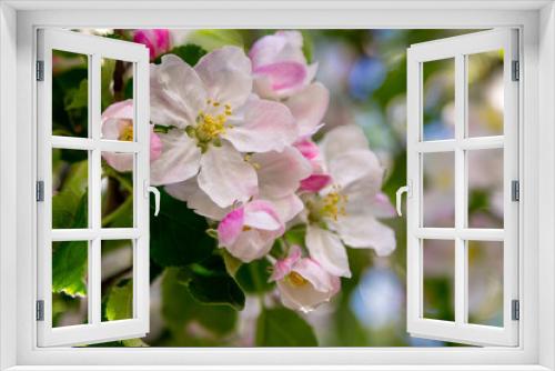 Fototapeta Naklejka Na Ścianę Okno 3D - Beautiful blooming apple tree branches with pink flowers growing in a garden. Spring nature background.