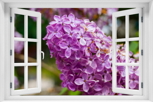 Fototapeta Naklejka Na Ścianę Okno 3D - Close-up of purple lilac flowers. Selective focus