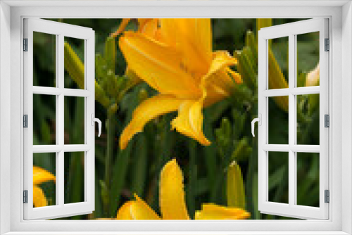 Fototapeta Naklejka Na Ścianę Okno 3D - yoke yellow lilies close up in the garden (overcast day)