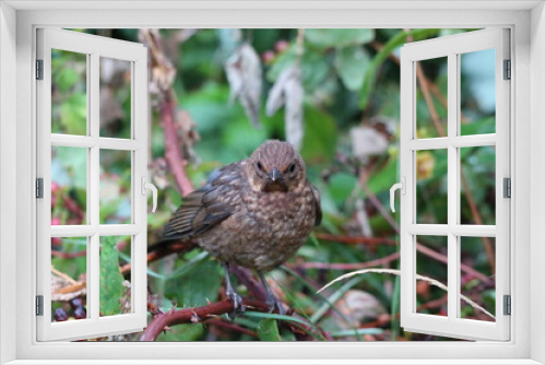 Fototapeta Naklejka Na Ścianę Okno 3D - A baby Blackbird that has made a home for itself in this garden. This bird is now tame enough to land in my hand and come over for food. 