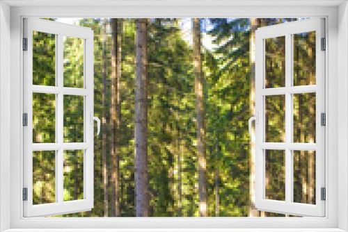 Fototapeta Naklejka Na Ścianę Okno 3D - Forest path in the spruce forest of the Carpathians