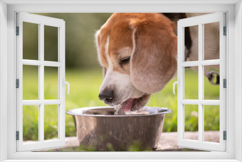 Fototapeta Naklejka Na Ścianę Okno 3D - beagle puppy in the garden
