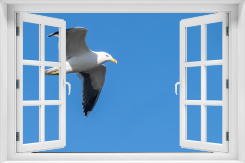 Fototapeta Naklejka Na Ścianę Okno 3D - Blackback gull in flight overhead
