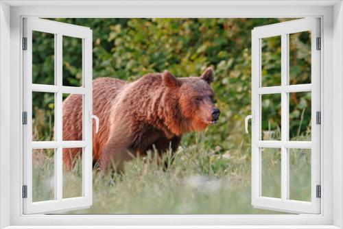 Fototapeta Naklejka Na Ścianę Okno 3D - Bieszczadzki niedźwiedź