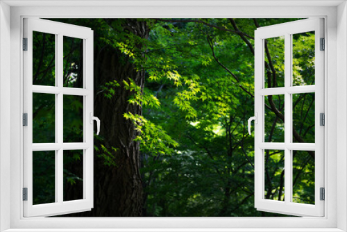 Fototapeta Naklejka Na Ścianę Okno 3D - 楓の葉と環境の緑化