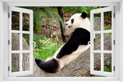 Fototapeta Naklejka Na Ścianę Okno 3D - Giant panda resting on log