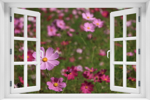 Fototapeta Naklejka Na Ścianę Okno 3D - 秋の花