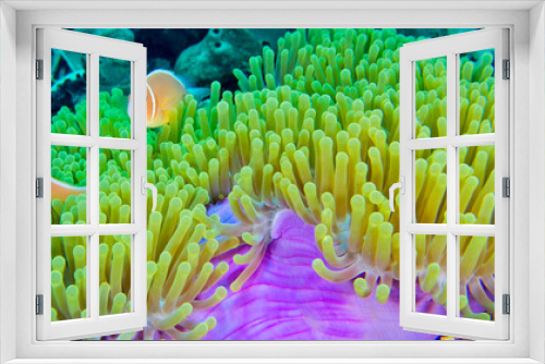 Fototapeta Naklejka Na Ścianę Okno 3D - Pink Skunk Clownfish, Pink Anemonefish, Amphiprion perideraion, Magnificent Sea Anemone, Heteractis magnifica, Coral Reef, South Ari Atoll, Maldives, Indian Ocean, Asia