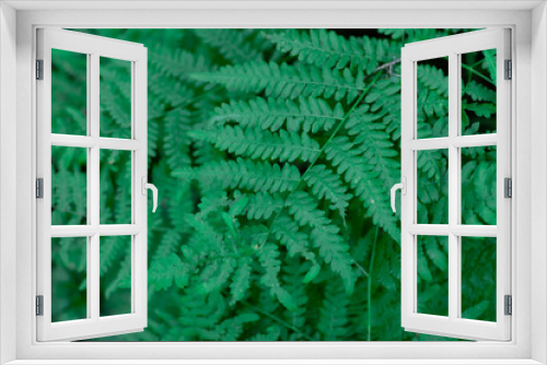 Fototapeta Naklejka Na Ścianę Okno 3D - Fern leaves close-up, selective focus, natural background with leaves