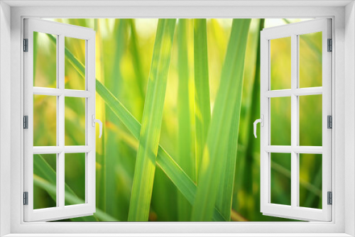 Fototapeta Naklejka Na Ścianę Okno 3D - Close up image of green leaf detail. Ecology and nature banner