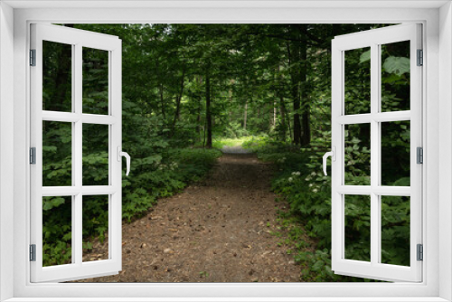 Fototapeta Naklejka Na Ścianę Okno 3D - Entrance to the dark green leafy forest