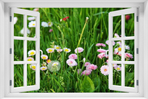 Fototapeta Naklejka Na Ścianę Okno 3D - Beautiful little daisy flowers in the green grass a sunny summer day.