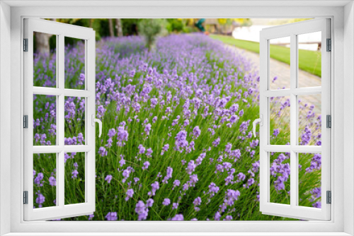 Fototapeta Naklejka Na Ścianę Okno 3D - lavender blooming in the park. city flower beds.