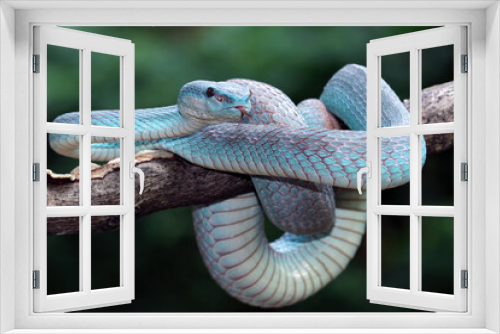 Fototapeta Naklejka Na Ścianę Okno 3D - Blue viper snake closeup on branch,blue insularis,Trimeresurus Insularis