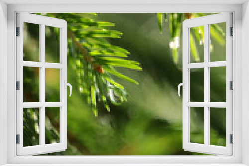Fototapeta Naklejka Na Ścianę Okno 3D - Background of juicy greenery of spruce, pine, small depth of field, beautiful bokeh, coniferous needles, macro photography.