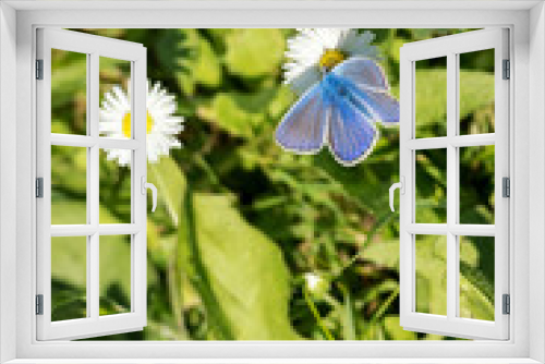 Fototapeta Naklejka Na Ścianę Okno 3D - Male blue butterfly outdoors in nature. 
