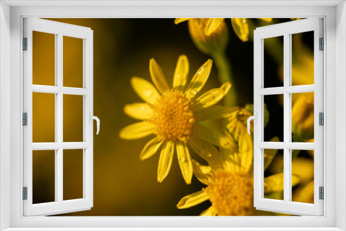 Fototapeta Naklejka Na Ścianę Okno 3D - żółte polne kwiaty, łąka, jaskry