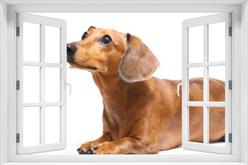 Fototapeta Naklejka Na Ścianę Okno 3D - Setting dachshund dog