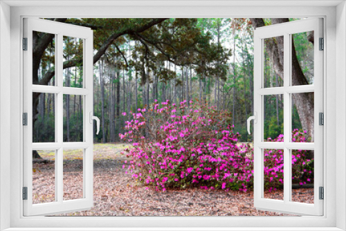 Fototapeta Naklejka Na Ścianę Okno 3D - forest yard backyard flowers hedge bush pink bougainvillea flower bushes swamp rural southern landscape