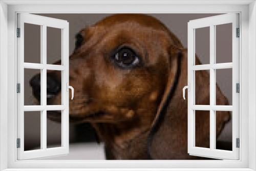 Fototapeta Naklejka Na Ścianę Okno 3D - adorable brown dachshund puppy with pink collar playing happily and sleeping on the white bedspread of the apartment bed