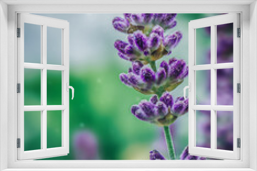 Fototapeta Naklejka Na Ścianę Okno 3D - Lavender on a green defocused background close up