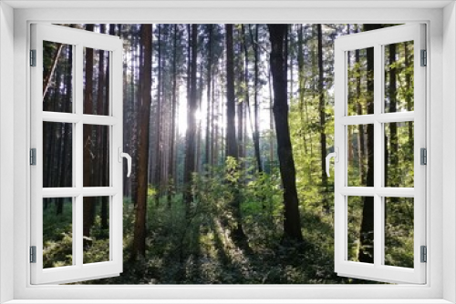 Fototapeta Naklejka Na Ścianę Okno 3D - forest in the morning