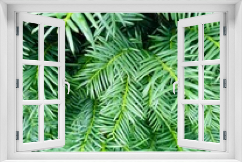 Fototapeta Naklejka Na Ścianę Okno 3D - fern leaves