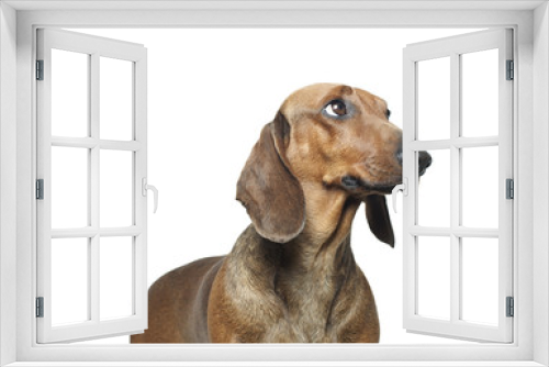 Fototapeta Naklejka Na Ścianę Okno 3D - dachshund