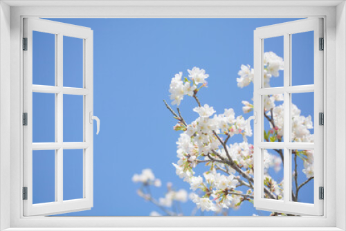 Fototapeta Naklejka Na Ścianę Okno 3D - 青空を背景に桜の花をクローズアップ	