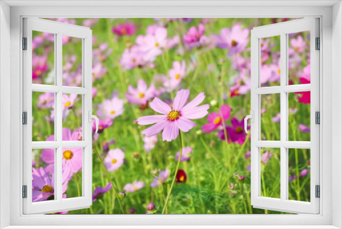 Fototapeta Naklejka Na Ścianę Okno 3D - Cosmos sulphureus bipinnatul flower field blooming in garden natural outdoor background