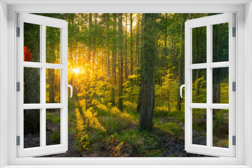 Fototapeta Naklejka Na Ścianę Okno 3D - Magical sunset in the forest.
