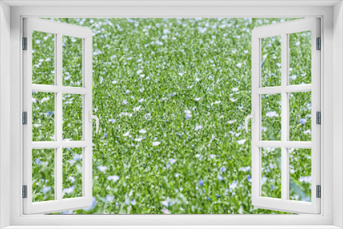 Fototapeta Naklejka Na Ścianę Okno 3D - Field of flax in blossom, green grass with blue flowers, blooming agricultural plant. Linen grasses growing farmland, cultivated land. Nature summer green meadow background, growth flax.