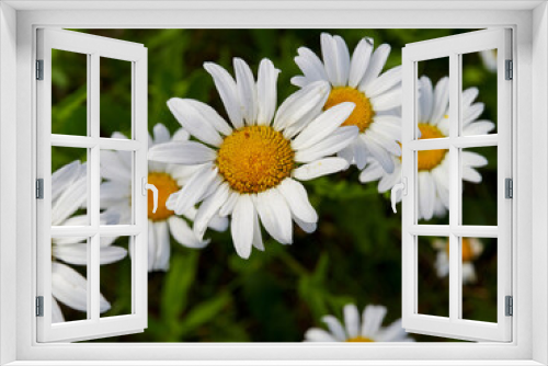 Fototapeta Naklejka Na Ścianę Okno 3D - The flowering of daisies. Ox eye daisy, Leucanthemum vulgare, daisies, fox, common chamomile, dog chamomile, moon chamomile. Gardening concept