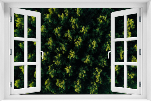 Fototapeta Naklejka Na Ścianę Okno 3D - Forêt de peupliers au crépuscule en été