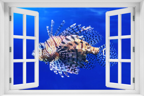 Fototapeta Naklejka Na Ścianę Okno 3D - Lionfish (Pterois volitans), also striped lionfish, or zebra fish in blue sea water - one of the dangerous coral reef fish.