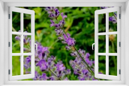 Fototapeta Naklejka Na Ścianę Okno 3D - Lavendelzweige im Garten