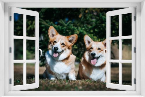 Fototapeta Naklejka Na Ścianę Okno 3D - Corgi pembroke portrait. Dog posing outside