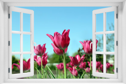 Fototapeta Naklejka Na Ścianę Okno 3D - Beautiful pink tulips growing in garden, closeup. Spring season