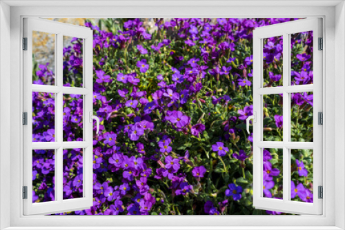 Fototapeta Naklejka Na Ścianę Okno 3D - Aubretia or Aubrieta low spreading hardy evergreen perennial flowering plants with multiple dense small violet flowers with yellow center planted in local garden looking as texture or wallpaper