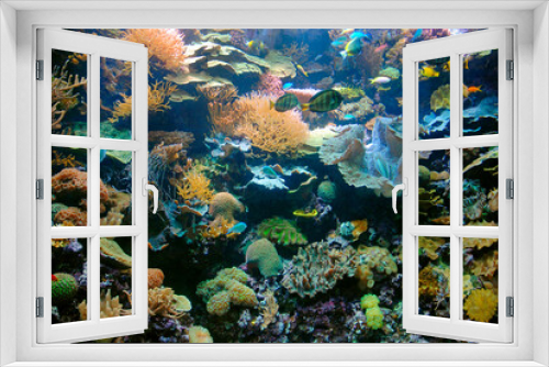 Fototapeta Naklejka Na Ścianę Okno 3D - Coral reef on display at Chicago Shedd Aquarium