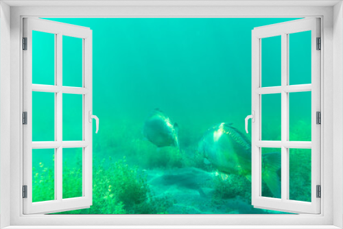 Fototapeta Naklejka Na Ścianę Okno 3D - A group of large carp swimming in a blue lake