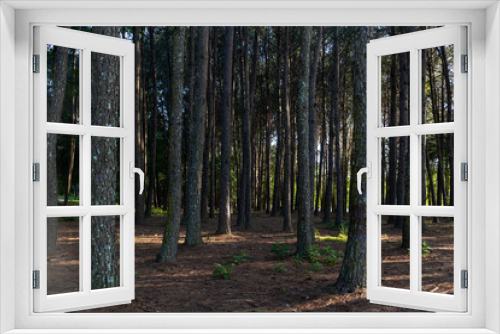 Fototapeta Naklejka Na Ścianę Okno 3D - trees in the forest