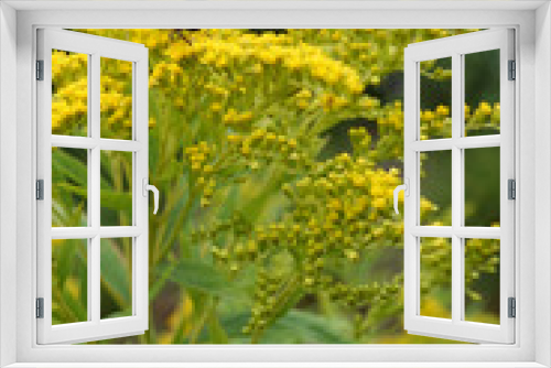 Fototapeta Naklejka Na Ścianę Okno 3D - A bee flying towards a yellow Solidago flower. These plants have escaped from gardens and are now wildflowers in the Netherlands