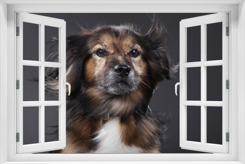Fototapeta Naklejka Na Ścianę Okno 3D - Hund Gesicht im Wind mit fliegenden Ohren Nahaufnahme