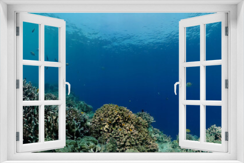 Fototapeta Naklejka Na Ścianę Okno 3D - Tropical fishes and coral reef at diving. Beautiful underwater world with corals and fish.