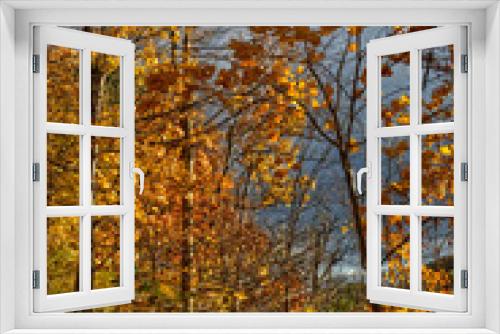 Fototapeta Naklejka Na Ścianę Okno 3D - The golden leaves light up with the dark skies behind - Fall in Central Ontario, Canada