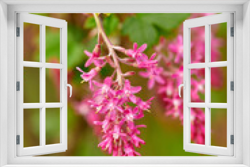Fototapeta Naklejka Na Ścianę Okno 3D - My garden. Colorful, beautiful pink flowers growing in a garden. Ribes sanguineum or flowering currants with vibrant petals from the gooseberry species blooming, blossoming and sprouting in nature.