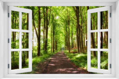 Fototapeta Naklejka Na Ścianę Okno 3D - Old dirt road in a forest with lush magical and green wilderness of vibrant trees growing outside. Peaceful nature landscape of endless woodland with empty and quiet path to explore on adventure